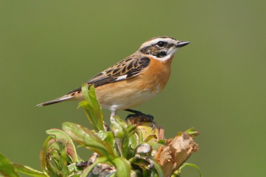 Bedrohtes Braunkehlchen | © Z. Tunka