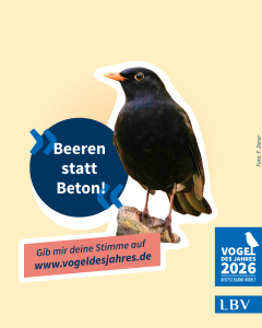 Eine Amsel steht auf einem Ast mit dem Slogan "Beeren statt Beton" und dem LBV-Logo für die Vogelwahl 2026.