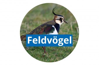 Feldvögel Kiebitz