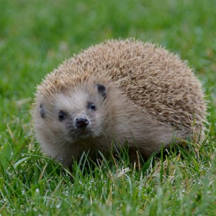 Sehr heller Igel im grünen Gras guckt direkt in die Kamera | © Andrea Kammer