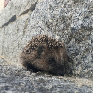 Igel läuft an einer Mauer entlang | © Martina Gehret