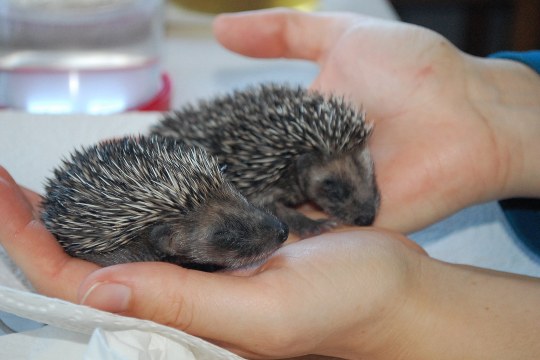 Zwei Igeljungen liegen auf der Hand und müssen gepflegt werden | © LBV