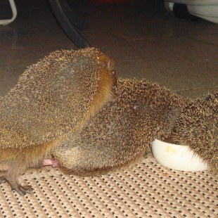 Ein männlicher Igel will sich mit der Igeldame, die gerade aus einer Schale frisst, paaren und bespringt sie von hinten | © Jutta Lorenz