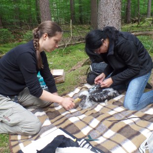 Helene Röhl und Christiane Geidel besendern den Schwarzstorch-Jungvogel | © Klaus Brünner