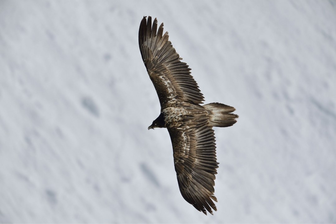 fliegender Bartgeier von oben | © Hans Ruedi Weyrich