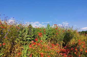 Fürth | © Karin Tschaftary (Fürth)