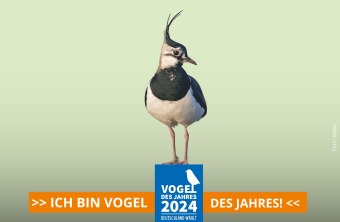 Kiebitz ist Vogel des Jahres