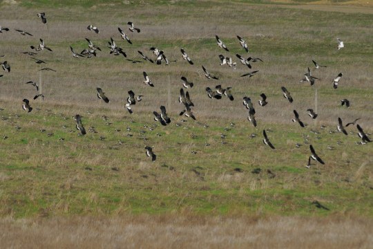Kiebitz-Schwarm auf einer Wiese | © M. Waldhier