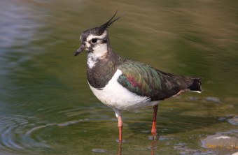 Kiebitz steht in niedrigem Wasser | © Zdenek Tunka