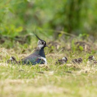 Kietibtz Altvogel mit Jungvögel auf einer Wiese | © Andreas Hartl