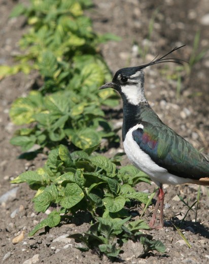 Kiebitz auf einem Feld | © Dr. Christoph Moning