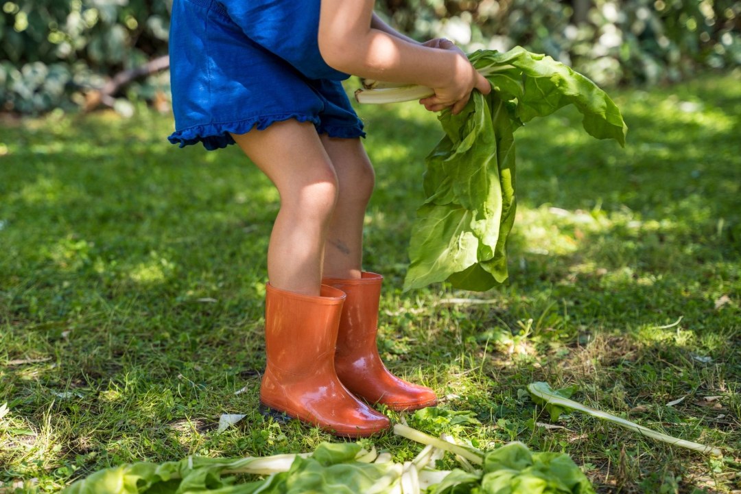 Kind_erntet_Salat | © beaveraphotos-CanvaPro