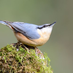 Kleiber auf moosbesetztem Stein | © Anke Wörrlein