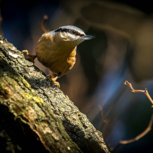 Kleiber auf einem Baum | © Carl-Peter Herbolzheimer