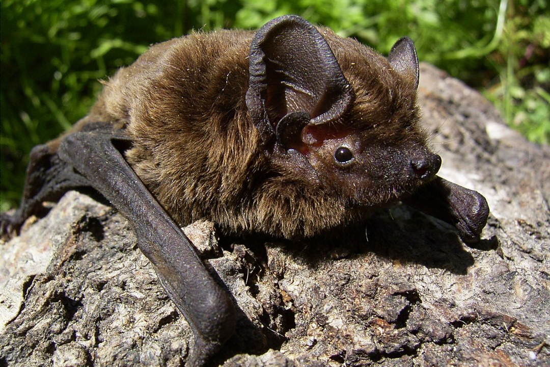 Kleiner Abendsegler auf einem Stein | © Dr. Andreas Zahn