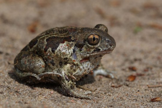 Knoblauchkroete im Sand von der Seite fotografiert |© Frank Derer