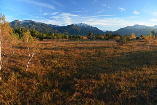 Kochelmoor | © Dr. O. Broders