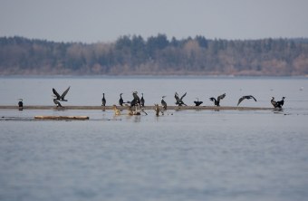 Viele Kormorane an einem See | © Andreas Hartl