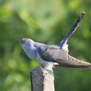 Kuckuck auf Steinansitz | © Heinz Tuschl