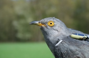 Senderkuckuck Norbert | © LBV