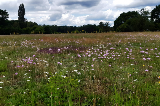 Sandmagerrasen in Blüte | © Patricia Danel