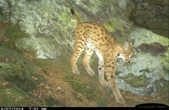 Luchs Leoni am Kaitersberg | © LBV