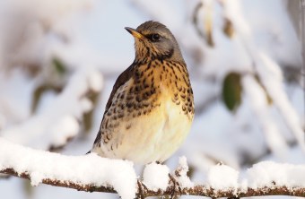 Wacholderdrossel auf einem schneebedeckten Ast | © Ludwig Holl