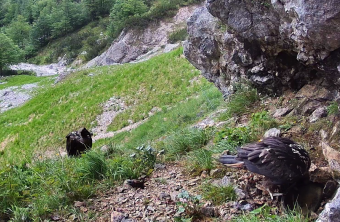 Luisa an der Wasserstelle im Juni 2025 | © LBV-NPV-Bartgeierwebcam