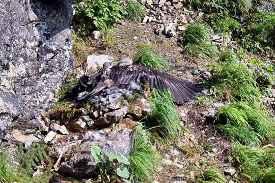 Luisa entspannt im Horst |© Webcam LBV, NPV