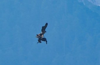 Luisa weicht Steinadlerangriff aus am 13.08.25 | © Christian Steiger