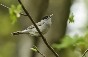 Mönchsgrasmücke auf dünnem Zweig | © Nadine Wolf