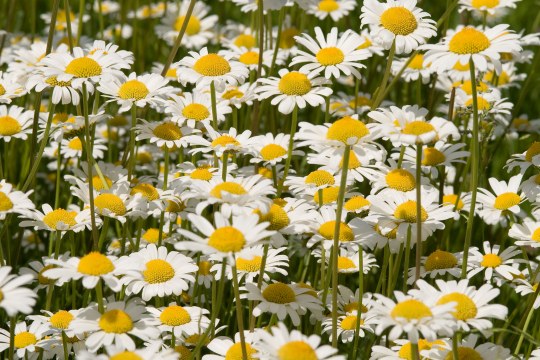 Wiesenmargerite, sieht au den ersten Blick aus wie Gänseblümchen | © Thomas Dürst
