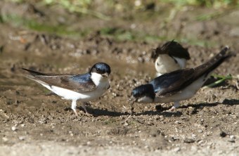 Mehlschwalben sammeln Nistmaterial | © H.-J. Fünfstück