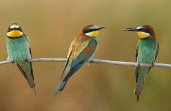 Drei Bienenfresser auf einem Ast | © Zdenek Tunka