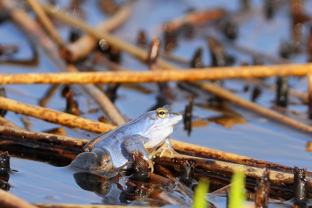 Moorfrosch | © Manfred Waldhier