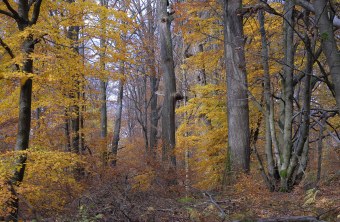 Buchen des Spessarts im Herbst | © Dr. Eberhard Pfeuffer