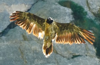 Nepomuk im Juni 2025 | © Christian Steiger