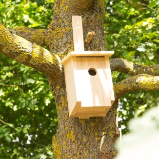 Ein Starennistkasten hängt an einem Baum | © memo AG