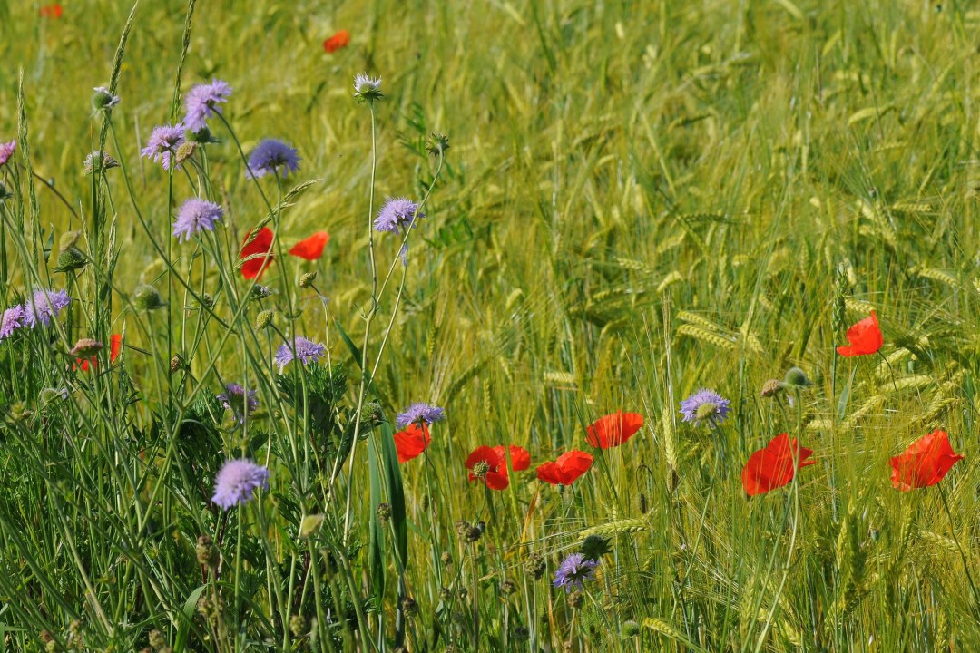 Ackerrain | © Eberhard Pfeuffer