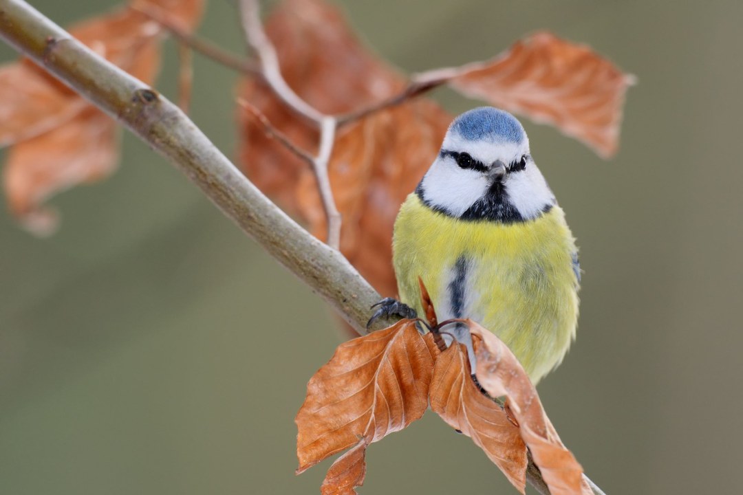 Blaumeise | © Frank Derer