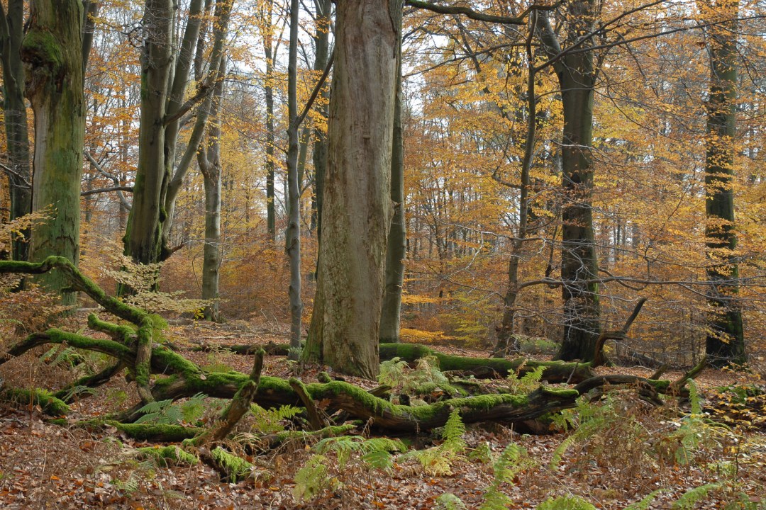 Herbstlicher Buchenwald | © Dr. Eberhard Pfeuffer