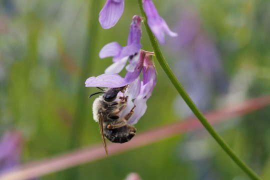 Langhornbiene | © Tarja Richter