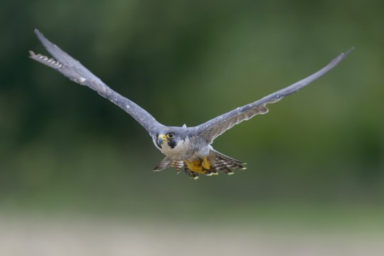 Wanderfalke | © Bosch Christoph