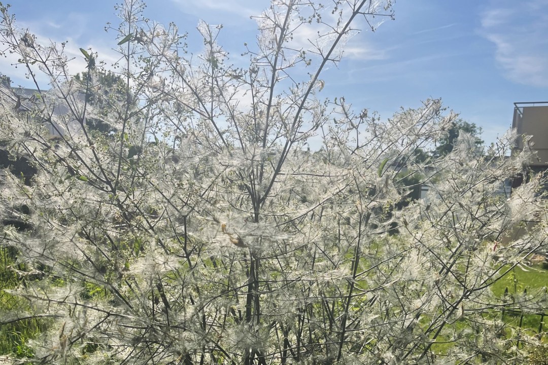 Strauch mit Gespinst | © Anne Busch