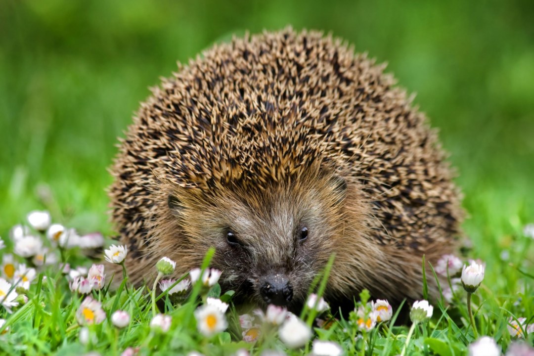 Igel | © Andreas Giessler