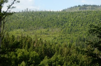 Bayerischer Wald | © LBV-Bildarchiv