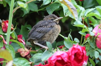 Amsel Jungvogel | © Hans-Joachim Fünfstück