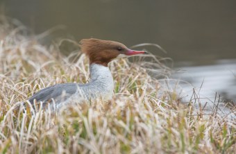 Gänsesäger | © Dr. Eberhard Pfeuffer