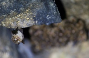 Kleine Hufeisennase | © Stefan Masur