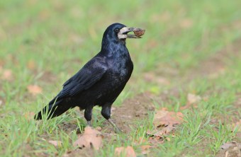 Saatkrähe mit Walnuss | © Herbert Henderkes